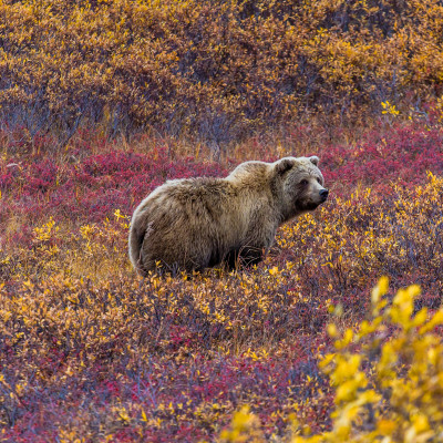 Road Trip: Alaska & Yukon Highlights