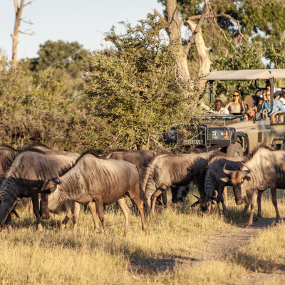 Safari-Klassiker in Simbabwe und Botswana