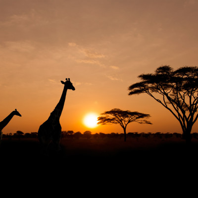 Kenia & Tansania: Masai Mara, Serengeti und Sansibar
