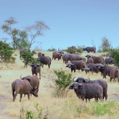 Tanzania: Southern Wilderness and Beach