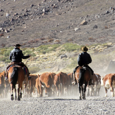 Gauchos and herd of cows, Patagonia, Argentina, South America