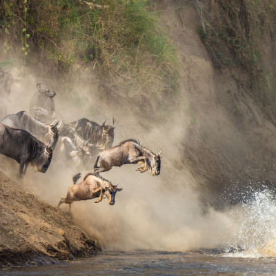 Wildebeests are crossing Mara river. Great Migration. Kenya. Tanzania. Maasai Mara National Park