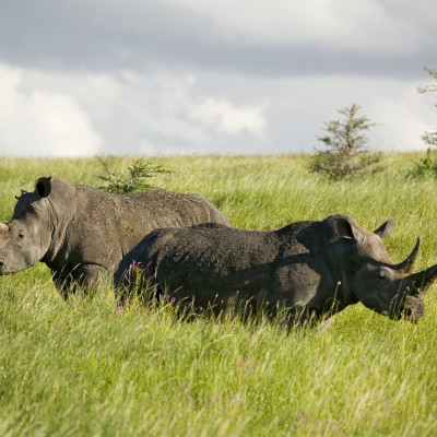 Kenya Safari and Seychelles Island Paradise