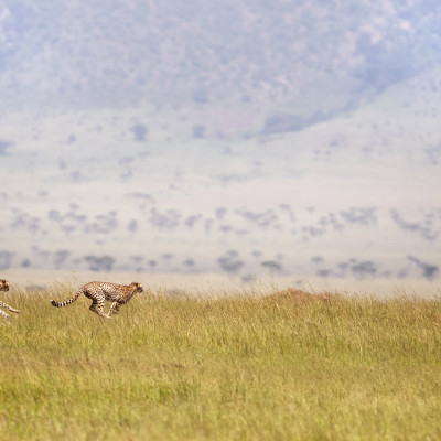 Three cheetahs running through the Masai Mara, Kenya, Africa