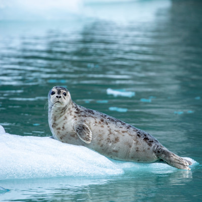 Wildes Alaska: Rundkreuzfahrt ab Juneau
