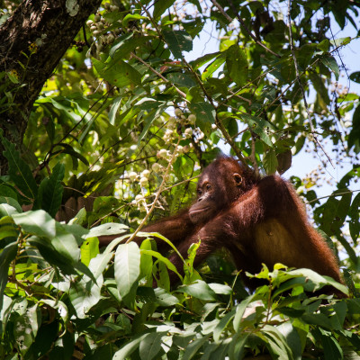 Malaysia abseits ausgetretener Pfade: die Höhepunkte von Sabah