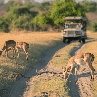 Game Safari, Deer, Malawi, Africa