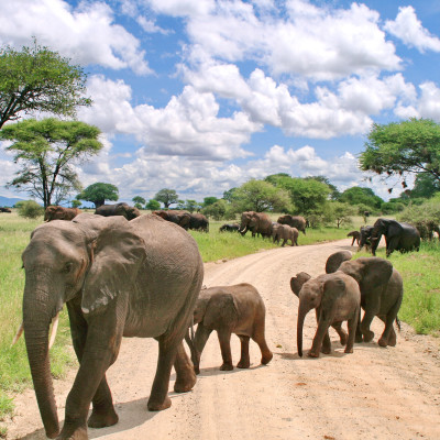 Luxury Tour of Northern Tanzania