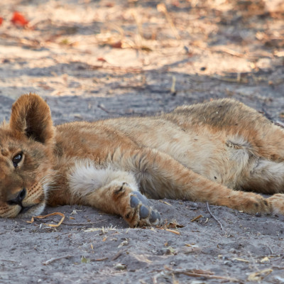 Two lion cubs, Botswana, Africa