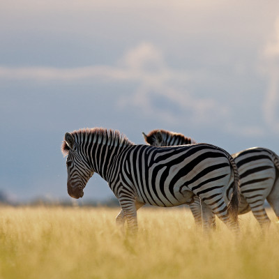 Burchell's zebra, Equus quagga burchellii, Nxai Pan National Park, Botswana, Africa