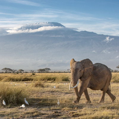 African elephant walking in the grassland at the foot of Mount Kilimanjaro, Kenya, Africa