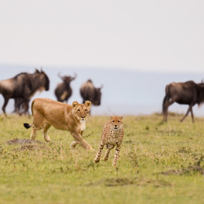 A female lion chases a cheetah with wildebeest in the background in a savannah in Masai Mara Game Reserve, Kenya