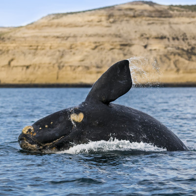 Argentina: Glaciers, Gauchos & Whales