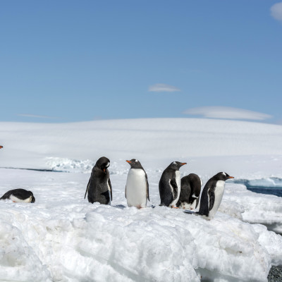 Explorers and Kings: Falklands, South Georgia, and Antarctica