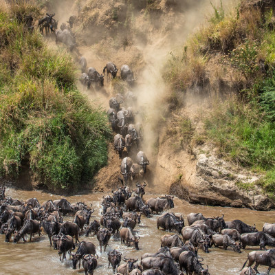 Wildebeests are crossing Mara river. Great Migration. Kenya. Tanzania. Maasai Mara National Park