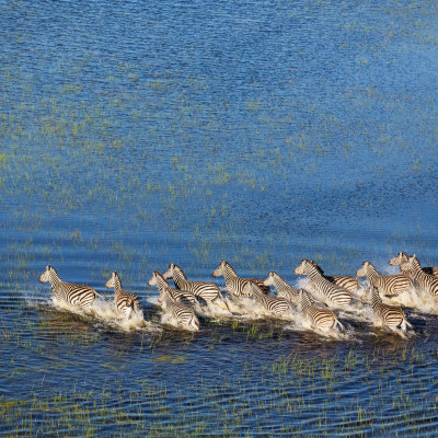Botswana Safari: Your Wildest Dreams