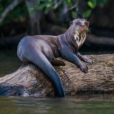 Peru: Lima, Rainforest and Machu Picchu