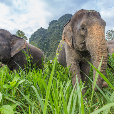Elephants in Thailand