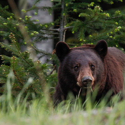 Nahaufnahme eines Schwarzbären im grünen Dickicht der Wälder bei Whistler Kanada