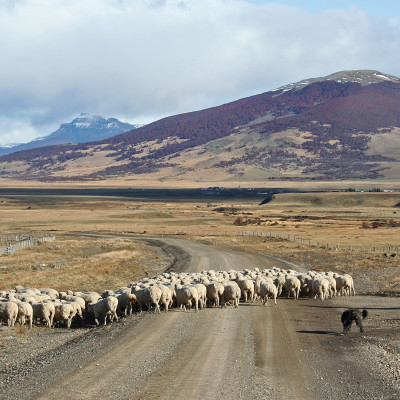 Gaucho with his sheep, Argentina, South America