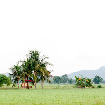 panoramic shot, scenery of paddy field in Malaysia, Asia