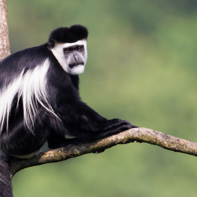 male Mantled Guereza, also known as Black-and-White Colobus, at Bwindi Impenetrable Forest, Uganda