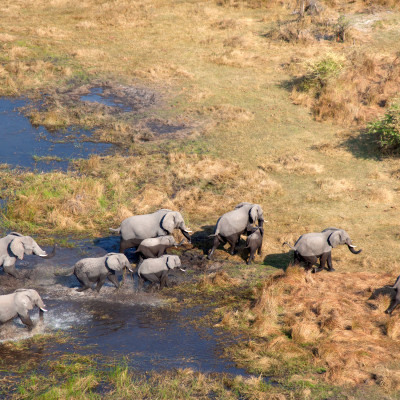 Aerial view of African Elephants Loxodonta africana, Okavango Delta, Botswana, Africa - Botswana safari tour