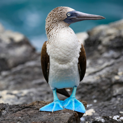 Nahaufnahme eines Blaufußtölpels auf den Galapagos-Inseln, Ecuador