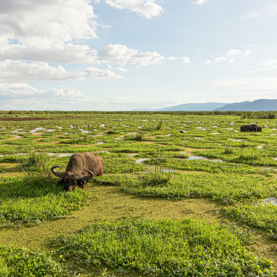 Tanzania: Safaris, Kilimanjaro and Zanzibar
