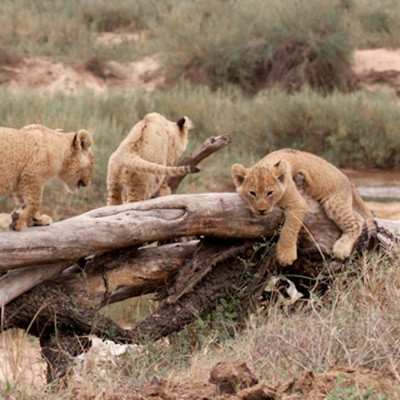 Enchanting Travels - South Africa Tours - Kruger South - Mala Mala Main Camp - Cubs playing