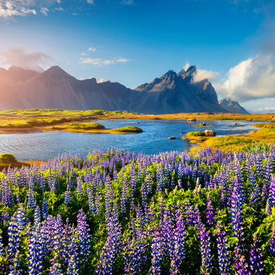 Blooming lupine flowers on the Stokksnes headland on the southeastern Icelandic coast. Iceland, Europe.