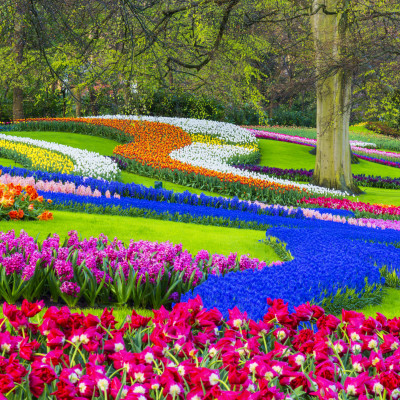 Colorful spring flowers in a park. Location is Keukenhof Gardens, near Lisse, Netherlands