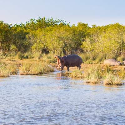 Nilpferde am Flussufer im Isimangaliso Wetland Park, Südafrika
