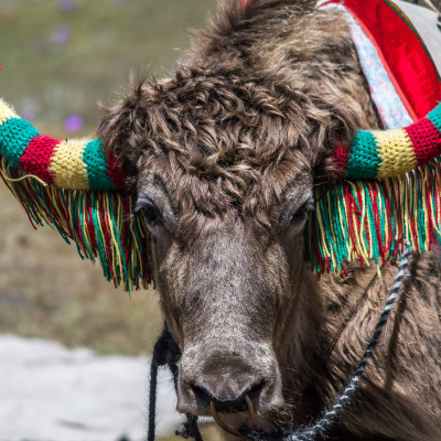 Himalaya