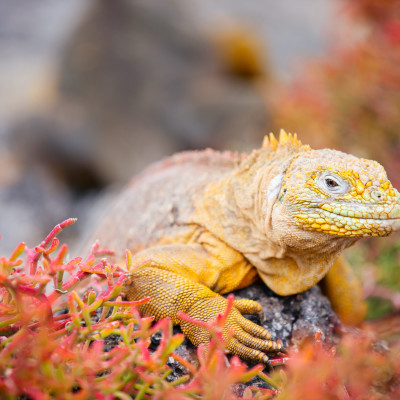 Ecuador & Galapagos