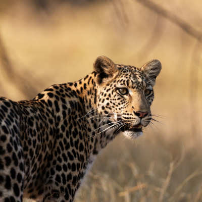 Nahaufnahme eines einzelnen Leopards im Südluangwa Nationalpark Sambia Afrika