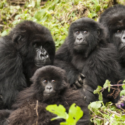 Gorilla Trekking, Rwanda, Africa