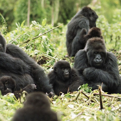 Gorilla trekking at Mountain Gorilla View, Rwanda