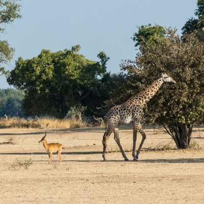 Giraffe in South Luangwa, Sambia
