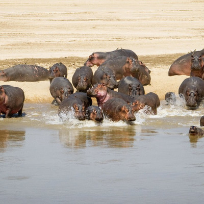 Sambia Safari Moment: Nilpferde trinken am Fluss