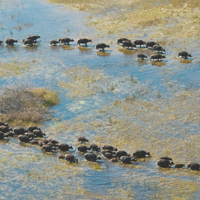 Okawango Delta, Botswana Safari