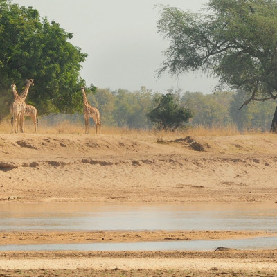 Sambia Safari