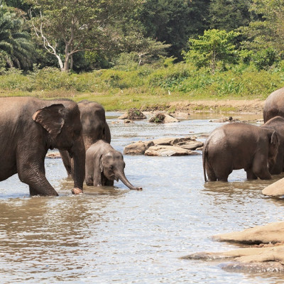 Rare white elephants treasured in Myanmar