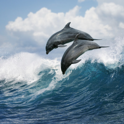 A pair of beautiful dolphins jumping over breaking waves. Hawaii Pacific Ocean wildlife scenery. Marine animals in natural habitat.