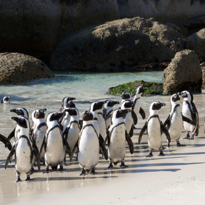 Südafrika: Garden Route, Kapstadt und Madikwe Wildschutzgebiet