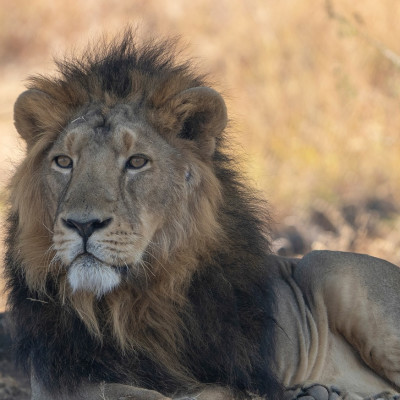 Asiatic Lion Male from Gir Sanctuary and National Park, Sasan, Gujarat, India