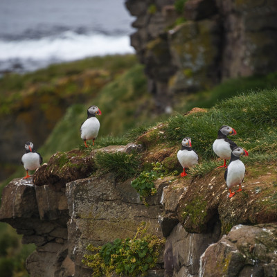 Five Icelandic Puffins on a hill in Iceland