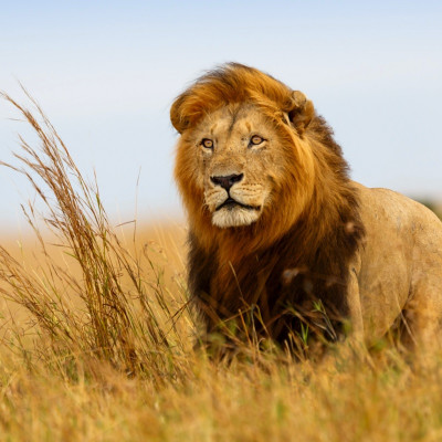 Masai Mara - lion