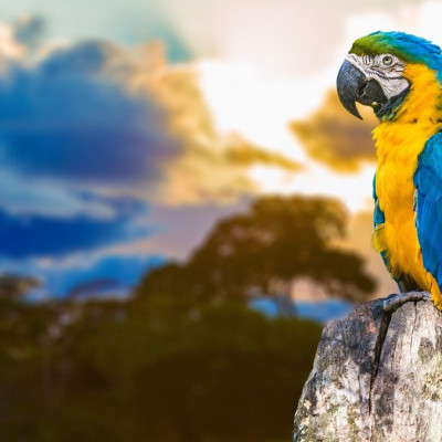 Brazil’s Wildlife, Waterfalls and Beach