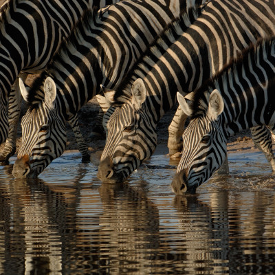 Botswana Safari: Im Paradies der wilden Tiere